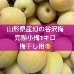 農薬不使用　完熟小梅 農薬不使用】 青梅（南高梅） 2kg （無農薬） 和歌山県みなべ町