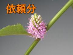 イリス様 依頼分 トラノオスズカケ 小苗 山野草 花 ポット苗