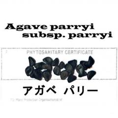 2月入荷 350粒+ パリー トランカータ 植物検疫証明書あり 種 種子 9月入荷 50粒+ パリー 種 種子 証明書あり0907 - メルカリ