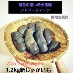 数量限定☆新じゃが紫色シャドークイーン 約1.2kg アントニア