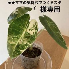 アロカシアグリーンベルベット ④斑入り✖️2 ポットのまま