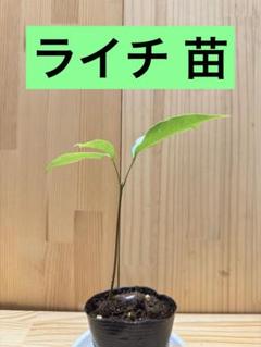 メルカリ便発送‼︎　レイオブライト変わり斑　レア‼︎　3本カット苗 2025年最新】ライチ 苗の人気アイテム - メルカリ