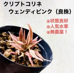 専用商品【アクアフルール】（ティア）＋（ブラウニーゴースト） ブセファランドラsp.ブラウニーゴーストの育て方・株分け・活着