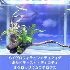 ティアラ   特大 ボルビティス・ヒュディロッティ (ミクロソリウム系) ボルビティス ヒュディロティ Bolbitis heudelotii アフリカ産
