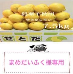 国産瀬戸田レモン7.5kg前後　まめだいふく様 国産瀬戸田レモン7.5kg前後まめだいふく様