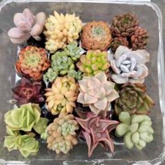 男*屋様 D546　花団錦　土鉢付き　24鉢　多肉植物 エケベリア 韓国苗 サボ 限定特価 超人気商品【1鉢の土鉢付きセット】花団錦！ 多肉植物