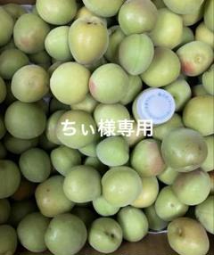 曽我の梅　十郎７キロ　五郎１キロ 気質アップ】 曽我の梅 十郎7キロ 五郎1キロ - メルカリ 枝・実