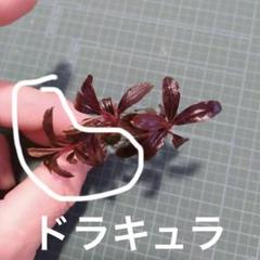 ブセファランドラ　ドラキュラ　希少　水中葉　① ブセファランドラ ドラキュラ 希少 水中葉 ① - メルカリ
