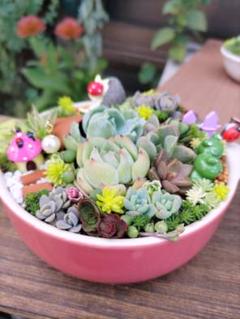 2025年最新】多肉植物 寄せ植え そのまま飾れるの人気アイテム