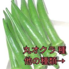 野菜種☆丸オクラ☆変更→カラフル人参 チンゲン菜 ビーツ 小蕪 黒キャベツ