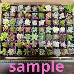 多肉植物　覆輪♥フローレンス錦　カット苗　ネコポス発送 多肉植物 ミルキープリンス錦 カット苗 ネコポス発送（最新 楽天