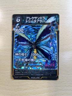 蝶標本 ロスチャイルドトリバネアゲハ　♂♀ペア　ドイツ箱(中古)セット 蝶標本 ロスチャイルドトリバネアゲハ ♂♀ペア ドイツ箱(中古
