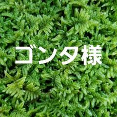 楽天市場】【京の苔】天然ハイゴケ 大トレー 20枚 【庭園用限定