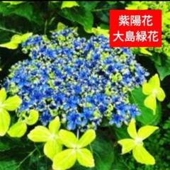 2025年最新】大島緑花 苗の人気アイテム - メルカリ