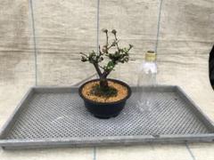 ボケ（古木）（東洋錦）盆栽（インテリア用） ボケ（木瓜）：東洋錦（トウヨウニシキ）5号鉢植え の通販
