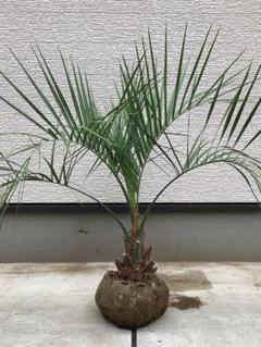 ココスヤシ　シルバーリーフ葉先100幹回り60cm 幹高20cm D3 ココスヤシシルバーリーフ 葉先310cm 幹回り90cm 幹高30cm