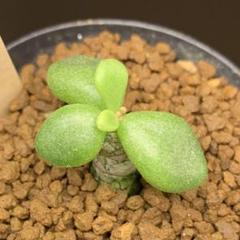 ル*ト様 チレコドン　デシピエンス 現品限り】チレコドン デシピエンス【L49】 Tylecodon decipiens