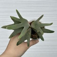 カクレクマノミ様メルカリ便！P.willinckii Jade GirlTC18 カクレクマノミ様メルカリ便！P.willinckii Jade GirlTC18