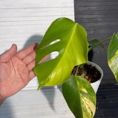 2025年最新】モンステラ 植物の人気アイテム - メルカリ