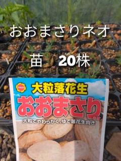 おおまさり　ネオ　苗　40株 楽天市場】※2025年3月以降新種 新種入荷後発送 ラッカセイ種