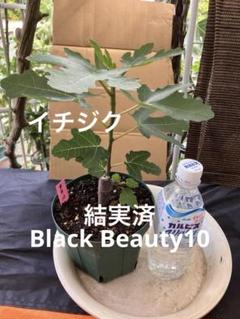 イチジクの優良苗。Black Beauty 10 イチジクの良苗。Black Beauty 10