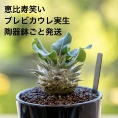 2025年最新】恵比寿笑 い パキポディウムの人気アイテム - メルカリ