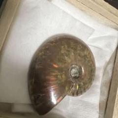アンモナイト化石