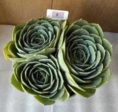 エケベリア 七福神 Imbricata 抜き苗発送　七福神丼（鉢ごと） 七福神丼を目指す👍【更新中です♪】｜🍀GreenSnap（グリーン