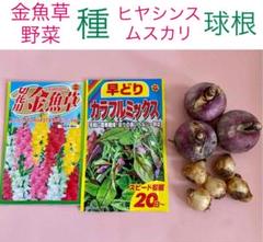 金魚草と野菜の種*ヒヤシンスとムスカリの球根