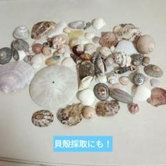 たこのまくら　貝殻セット