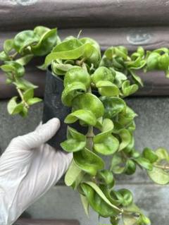 2025年最新】ホヤ観葉植物の人気アイテム - メルカリ