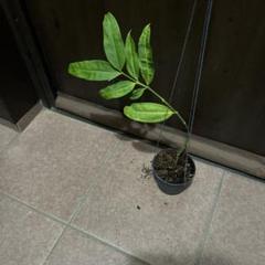 青花HOYA medinillifolia - メルカリ