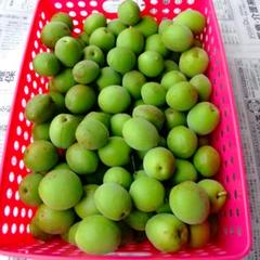 茨城県産青梅 梅郷3kg