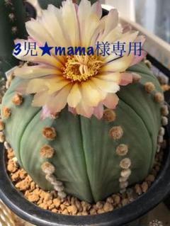 3児★mama様専用 ルリ兜 兜 10粒づつ