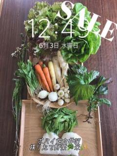 ★★★★ポパイ畑お野菜お米詰め合わせ80Size