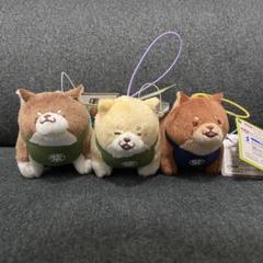 忠犬もちしば スクっとオールスターぷち スタンダード 3種セット