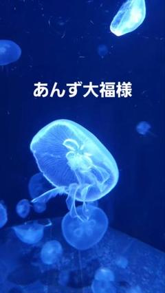 ねこ  おすそ分けファイル2冊 poyo☆彡♡おすそ分けファイル♡平袋 2枚セット ネコちゃん