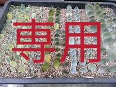 多肉植物の土 幼苗専用土4リットル ゼオライトのオマケ付き ガーデニング