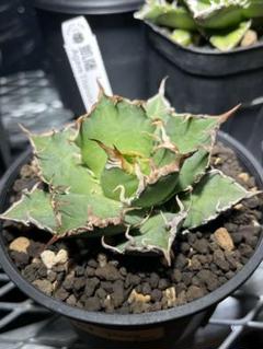 アガベ チタノタ シーザー 凱撒 Agave cho産 C1 - メルカリ