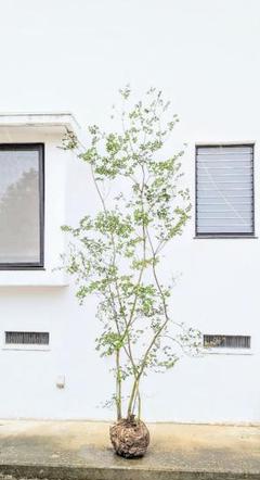 momosaさま。山採りドウダンツツジ。 山採り風ドウダンツツジ 販売