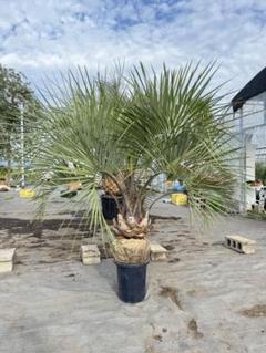 ココスヤシシルバーリーフ 【極太】葉先150cm 幹回り110cm 幹高30cm ココスヤシシルバーリーフ 【極太】葉先150cm 幹回り110cm 幹高