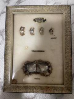 Japanese Cultured Pearl Growth Framed Display