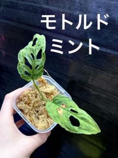 専用商品　モンステラ　ミント　2 2025年最新】モンステラ ミントの人気アイテム - メルカリ