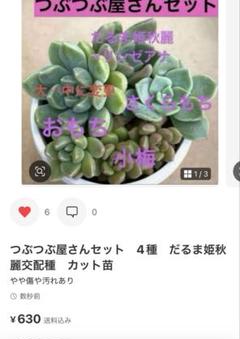 札付き!かもめ❣️お静❣️誾千代❣️わたあめ❣️6苗つぶつぶ屋さん メルカリ便込 2025年最新】つぶつぶ屋 おひめさまの人気アイテム - メルカリ