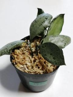 2025年最新】ホヤ観葉植物の人気アイテム - メルカリ