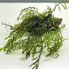 ボルビティスspギニア　コンパクトタイプ大株 ボルビティスsp. 'ギニア' | Ordinary-Aquarium