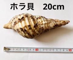 法螺貝37～38㎝1168gホラ貝