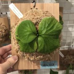 板付ビカクシダ（リドレイ）