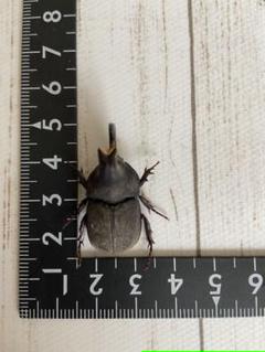 昆虫 標本の中古 新品通販 メルカリ No 1フリマアプリ