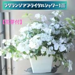 宿根草【花芽付】紫陽花 ラグランジア『ブライダルシャワー』ポット苗発送のサムネイル